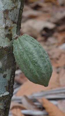 Éclat Chocolate by null