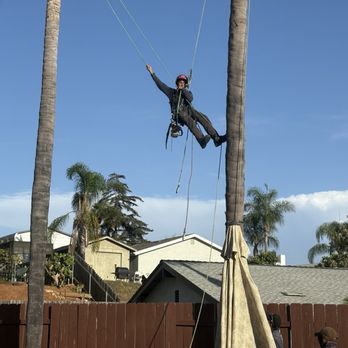 Flores Tree Services - Worker lowering himself after trimming top of palm - Tree Services Near Me