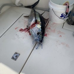 Pelagic Hunter Sportfishing