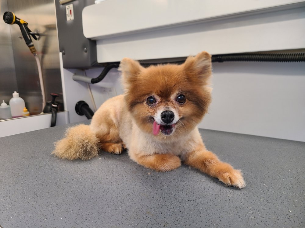 DIXIE’S FINEST MOBILE GROOMING Updated August 2024 26 Photos