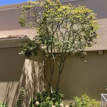 Franco Tree Service - Tree Services Near Me - Gilroy, California Franco Tree Service - Tree Services Near Me - Gilroy, California