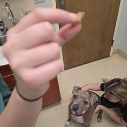 Mountain View Veterinary Hospital