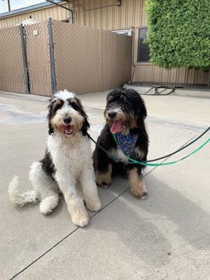 ruffhouse pet resort