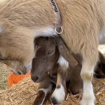 MrBones - Cute goats but no Piglets - Attraction Farms Near Me - Culver City, California MrBones - Cute goats but no Piglets - Attraction Farms Near Me - Culver City, California