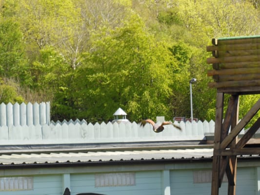 Aillwee Burren Experience by null