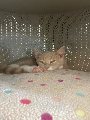 Cat Tales Cat Cafe by null