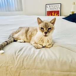 My laundered duvet cover nice and clean! Ted approves. My laundered duvet cover nice and clean! Ted approves.