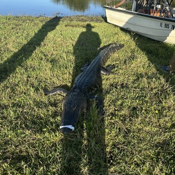American Alligator Hunter - Wildlife Hunting Ranges Near Me - Naples, Florida American Alligator Hunter - Wildlife Hunting Ranges Near Me - Naples, Florida