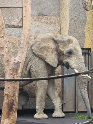 Schönbrunn Zoo by null