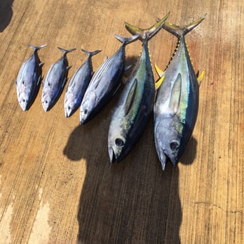 Breakaway Fishing Charters - Not a bad day - Fishing Near Me - Lihue, Hawaii Breakaway Fishing Charters - Not a bad day - Fishing Near Me - Lihue, Hawaii