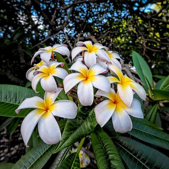 Oahu Photography Tours - Plumeria - Tours Near Me - Honolulu, Hawaii