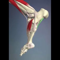 The Foot Mechanic
