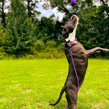 Walk N’ Roll Pet Services - LIBERTY! - Pet Boarding Near Me Walk N’ Roll Pet Services - LIBERTY! - Pet Boarding Near Me