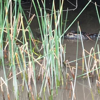 gator park - Boat Tours Near Me - Miami, Florida