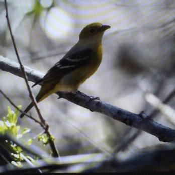 Prescott Preserve - Western Tanager.. Sweet and cute:-) Needed some company. - Hiking Near Me - Palm Springs, California Prescott Preserve - Western Tanager.. Sweet and cute:-) Needed some company. - Hiking Near Me - Palm Springs, California