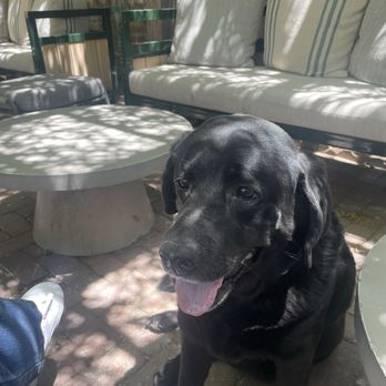 The Jesse - Lilly enjoying the patio! - Hotels Near Me - Reno, Nevada The Jesse - Lilly enjoying the patio! - Hotels Near Me - Reno, Nevada