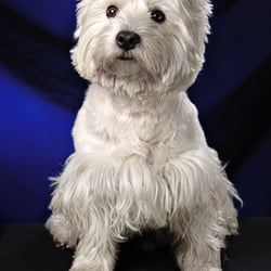 Zalafoto USA - Zalafoto USA - Professional Pet Photography - The Woodlands, TX