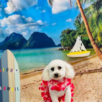Highland Pets - Gadget Aloha Hawaii Free monthly themed picture with every grooming service - Pet Groomers Near Me - Holladay, Utah Highland Pets - Gadget Aloha Hawaii Free monthly themed picture with every grooming service - Pet Groomers Near Me - Holladay, Utah