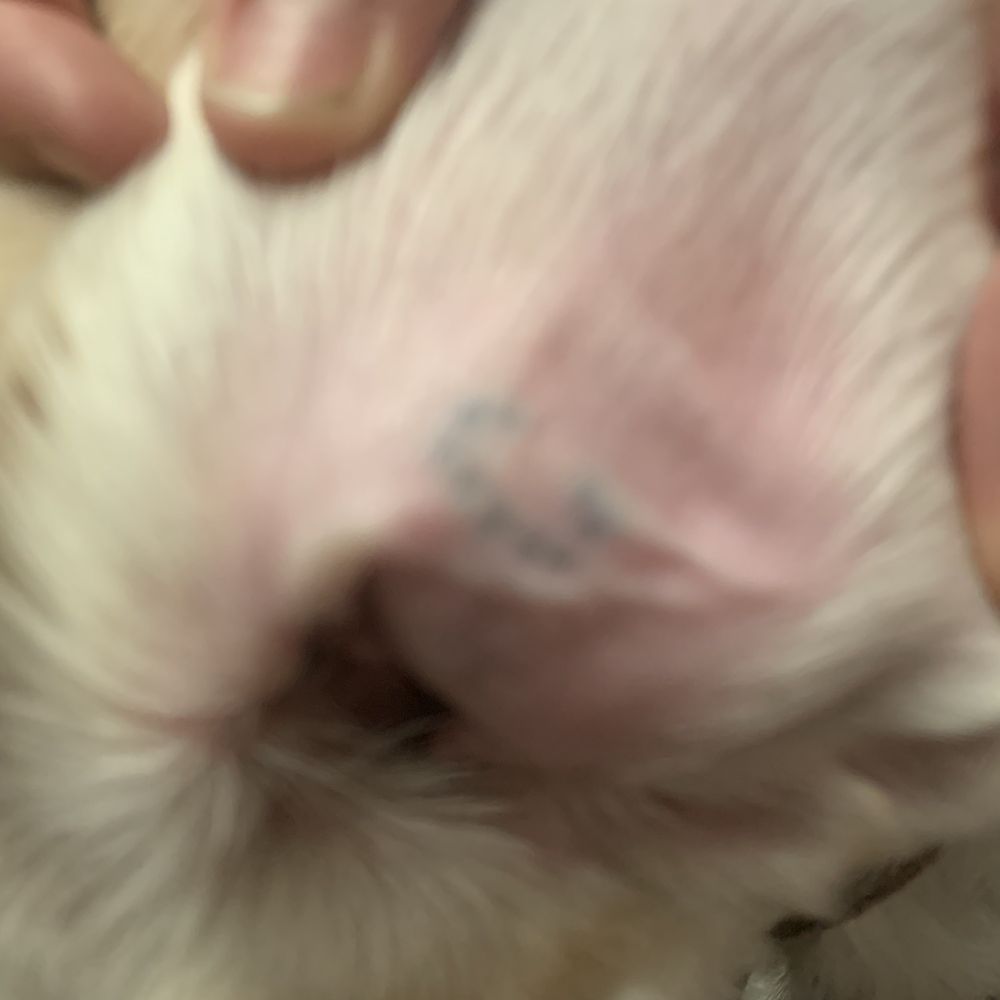 Branding on my dogs ear