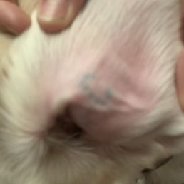 Branding on my dogs ear