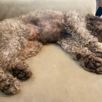 Domino Schnoodles - Sleepy charlie - Pet Breeders Near Me Domino Schnoodles - Sleepy charlie - Pet Breeders Near Me