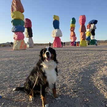 Seven Magic Mountains - Mushroom and his new favorite rocks! - Public Art Near Me - Las Vegas, Nevada Seven Magic Mountains - Mushroom and his new favorite rocks! - Public Art Near Me - Las Vegas, Nevada