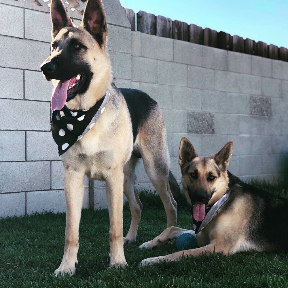 Cali Pets - Duke and roxy freshly groomed. With their scented bandana from caliPets. - Pet Groomers Near Me