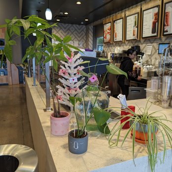 The Coffee Bean & Tea Leaf - Tons of Plant Babies (30+) create a refreshing vibe here! Issac, plant parent and barista, is awesome! - Coffee & Tea Near Me - Las Vegas, Nevada The Coffee Bean & Tea Leaf - Tons of Plant Babies (30+) create a refreshing vibe here! Issac, plant parent and barista, is awesome! - Coffee & Tea Near Me - Las Vegas, Nevada