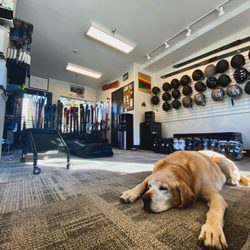 Black Tie Ski Rentals of Sun Valley - Shop dog life