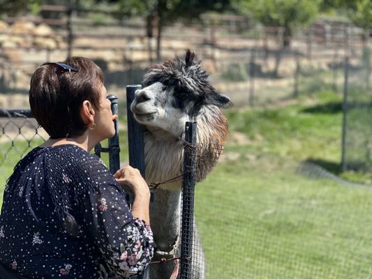 Canzelle Alpacas by null