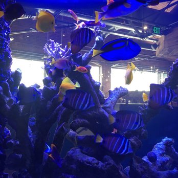 Cherry Cricket - Downtown - HUGE fish tank - Sports Bars Near Me - Denver, Colorado
