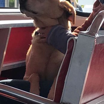 Shepler's Mackinac Island Ferry - Dog friendly ride! This is Leo. He's so well behaved. - Ferries Near Me - St Ignace, Michigan