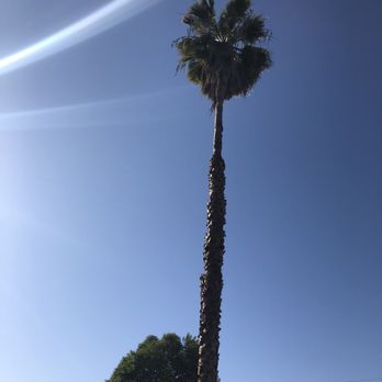Travis Tree Service - After!! - Tree Services Near Me - Fresno, California Travis Tree Service - After!! - Tree Services Near Me - Fresno, California