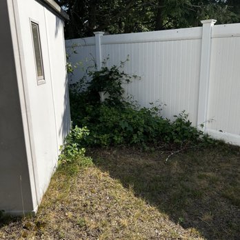 Felipe Landscaping - Before cleanup - Landscaping Near Me