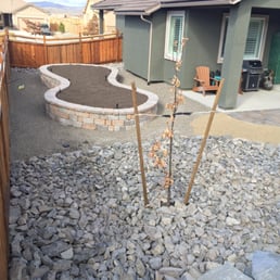 Peanut planter for milkweed. Crimson Spire Oak Tree. Great yard by Action Lawn & Landscape.