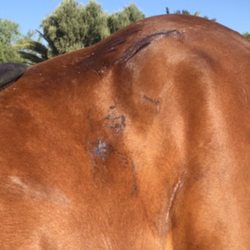Best In The West Gaited Horses