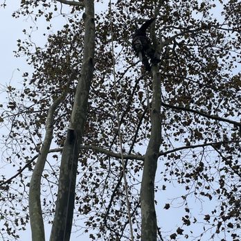 Frances Tree Service - Tree Services Near Me Frances Tree Service - Tree Services Near Me