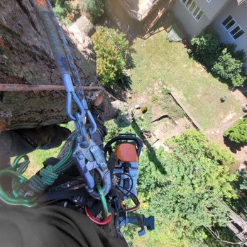 Down to Earth Tree Care - View from 100+ feet on a backyard Douglas Fir removal - Tree Services Near Me