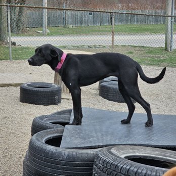 East Bay Kennels - Doggy look-out post. - Pet Groomers Near Me - Bristol, Rhode Island East Bay Kennels - Doggy look-out post. - Pet Groomers Near Me - Bristol, Rhode Island