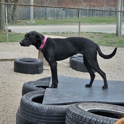 East Bay Kennels - Doggy look-out post.