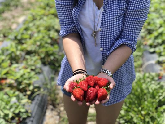 Salem Berry Farm by null