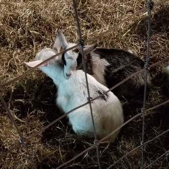 Summers Farm - Attraction Farms Near Me - Middletown, Maryland
