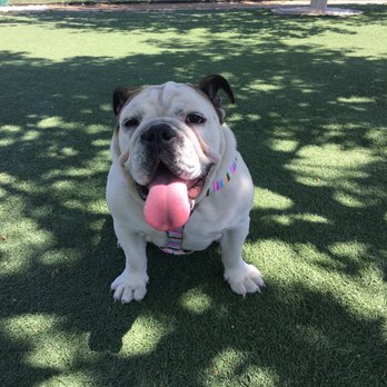 Butterfield Park - Kamea enjoying the park. One of my favorite dog parks! - Parks Near Me - Corona, California Butterfield Park - Kamea enjoying the park. One of my favorite dog parks! - Parks Near Me - Corona, California