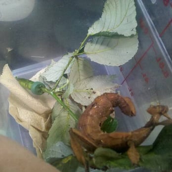 Green Festival - a walking stick! - Festivals Near Me