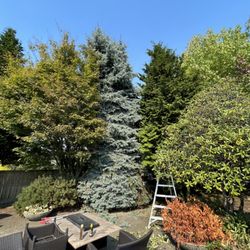 Down to Earth Landscaping, Inc - Zen Garden - BEFORE (Overgrown trees crowding pool area and hiding the space behind)