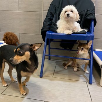 Disco Paws - Pet Sitting Near Me - Astoria, New York