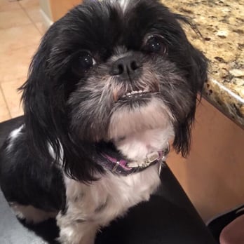 All About Pets - Queen Ariel - Veterinarians Near Me - Citrus Heights, California All About Pets - Queen Ariel - Veterinarians Near Me - Citrus Heights, California