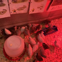 Callahan's General Store - Baby guinea hens