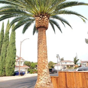 Jose tree service - Tree Services Near Me Jose tree service - Tree Services Near Me