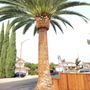 Photo of De Anza tree service 